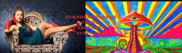 PSILOCYBIN Аркадак